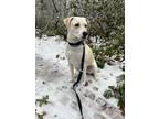 Adopt May - MA a White - with Tan, Yellow or Fawn Catahoula Leopard Dog / Mixed