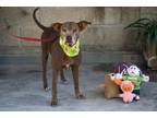 Adopt Cassy a Brown/Chocolate Labrador Retriever / Mixed dog in Vancouver