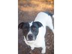 Adopt Louisa May a White - with Black Pointer / Black Mouth Cur / Mixed dog in