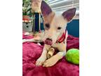 Adopt Riley a Tricolor (Tan/Brown & Black & White) Carolina Dog / Mixed dog in