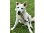 Adopt Coby a Brindle Labrador Retriever / Shar Pei / Mixed (short coat) dog in