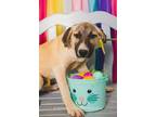 Adopt Luke a Mastiff / Mixed Breed (Medium) / Mixed dog in Duncan, OK (41101676)