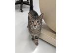 Adopt Cesar a Brown Tabby American Shorthair (short coat) cat in West Palm