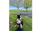 Adopt Jump Start a Black - with White Border Collie / Husky / Mixed dog in Elk