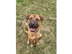 Adopt Jasper a Tan/Yellow/Fawn - with Black Boxer / German Shepherd Dog / Mixed