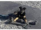 Adopt QUEEN a Black - with Tan, Yellow or Fawn German Shepherd Dog / Rottweiler