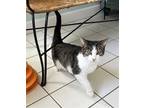 Adopt Hildy a Gray or Blue (Mostly) Domestic Shorthair / Mixed (short coat) cat