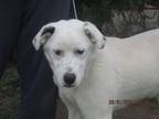 Adopt Jared a White Great Pyrenees / Labrador Retriever / Mixed dog in