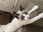 Adopt Arwen a Cream or Ivory (Mostly) Snowshoe (short coat) cat in Eureka