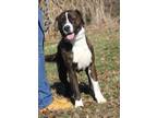 Adopt Duke (Neutered) a Brindle - with White Boxer / Mixed dog in Marietta