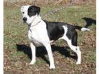 Adopt Lucy (Spayed) a Black - with White Boxer / Mixed dog in Marietta