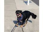 Adopt Benji a Black - with Tan, Yellow or Fawn American Staffordshire Terrier /