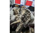 Adopt Fiesto a Tan or Fawn (Mostly) British Shorthair (medium coat) cat in Fork