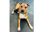 Adopt Markus a Brown/Chocolate American Pit Bull Terrier / Mixed Breed (Medium)