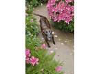 Adopt Lily a Black - with Brown, Red, Golden, Orange or Chestnut Plott Hound /