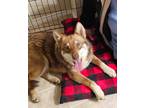 Adopt Morrigan a Siberian Husky / Australian Shepherd dog in Commerce