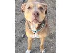 Adopt Lucy - ME a Red/Golden/Orange/Chestnut - with White Catahoula Leopard Dog