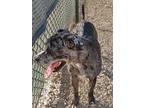 Adopt Lanie- CT a Merle Catahoula Leopard Dog / Mixed dog in Warren