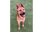 Adopt Casanova a Belgian Malinois / German Shepherd Dog dog in Atlanta
