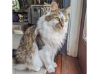 Adopt Cheerio a Brown Tabby Domestic Mediumhair (medium coat) cat in Stamford