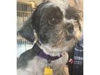Adopt Emmaline a Black Shih Tzu / Mixed (short coat) dog in Prole, IA (41127574)