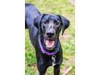Adopt Gus a Black - with White Great Dane / Mixed dog in Iron Station