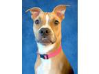 Adopt Baby a Tan/Yellow/Fawn American Staffordshire Terrier / Mixed dog in