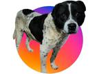 Adopt Blockhead a Terrier (Unknown Type, Small) / Hound (Unknown Type) / Mixed