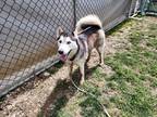 Adopt Mishka a Merle Husky / Mixed Breed (Medium) / Mixed (short coat) dog in