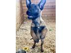 Adopt Hannah a Tan/Yellow/Fawn - with Black Belgian Malinois / Dutch Shepherd /