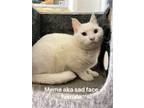 Adopt Meme (Mimi) **COURTESY POST** a Egyptian Mau / Mixed cat in York County