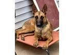 Adopt Bella a Tan/Yellow/Fawn - with Black Belgian Malinois / Mixed dog in