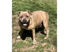 Adopt Sunday a Brown/Chocolate Pit Bull Terrier / Mixed dog in Heber Springs