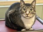 Adopt Stretch a Spotted Tabby/Leopard Spotted Domestic Shorthair / Mixed cat in