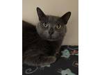 Adopt Athena a Gray or Blue Domestic Shorthair / Mixed Breed (Medium) / Mixed