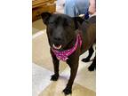 Adopt Athena 2 a Labrador Retriever / Hound (Unknown Type) / Mixed dog in