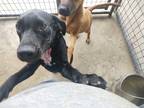 Adopt Amber a Labrador Retriever / Mixed Breed (Medium) / Mixed dog in