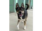 Adopt Frankie a German Shepherd Dog / Husky / Mixed dog in Blountville