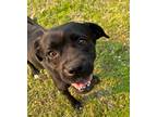 Adopt Layla a Boxer / Mixed dog in Benton, AR (41120202)