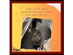 Adopt Sugar - Adoption Pending a Brown Tabby Maine Coon (medium coat) cat in