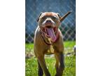 Adopt Shenron a American Pit Bull Terrier / Mixed Breed (Medium) / Mixed dog in