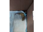 Adopt Loki a Gecko reptile, amphibian, and/or fish in Cincinnati, OH (41060385)