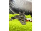 Adopt Allegro a Maine Coon (long coat) cat in Calimesa, CA (41003107)