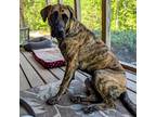 Adopt Minka a Brindle English Mastiff / German Shepherd Dog dog in Vail