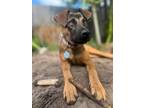 Adopt Nala a Brown/Chocolate - with Black Belgian Malinois dog in Tampa