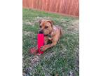 Adopt Mable Lynn a Red/Golden/Orange/Chestnut Rottweiler / American