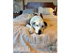 Adopt Dodger a Merle Great Dane / Mixed dog in Pattison, TX (40504068)