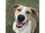 Adopt Alibi a American Staffordshire Terrier / Hound (Unknown Type) / Mixed dog