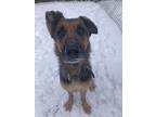 Adopt Pepper a Tan/Yellow/Fawn - with Black German Shepherd Dog / Mixed dog in