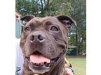 Adopt Zola a Boxer / Mixed dog in Darlington, SC (40631927)
